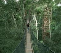 Canopy Walkway